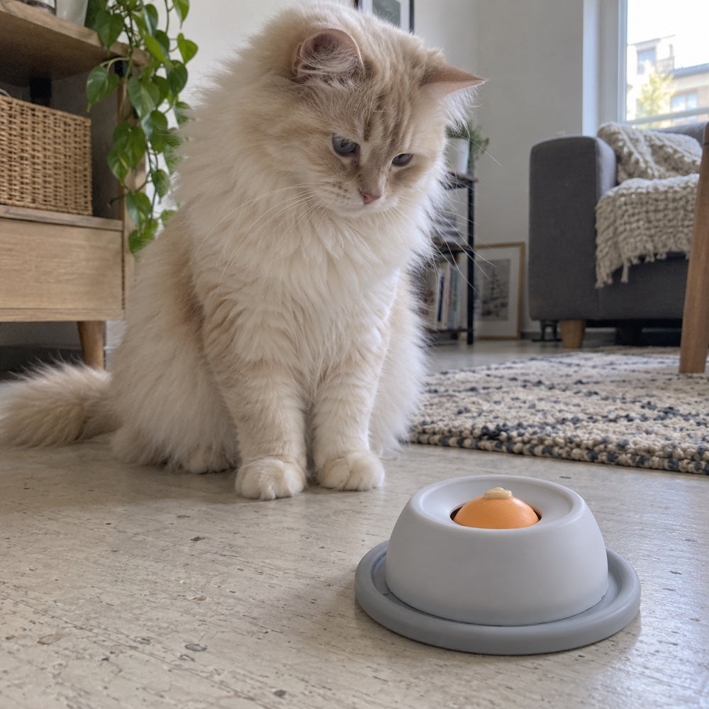 low floor-level view of a seated cream cat looking at the complete Grey bowl.