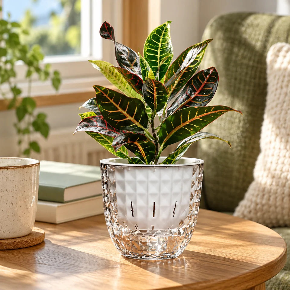 Clear Self-Watering Planter — Customer photo 3