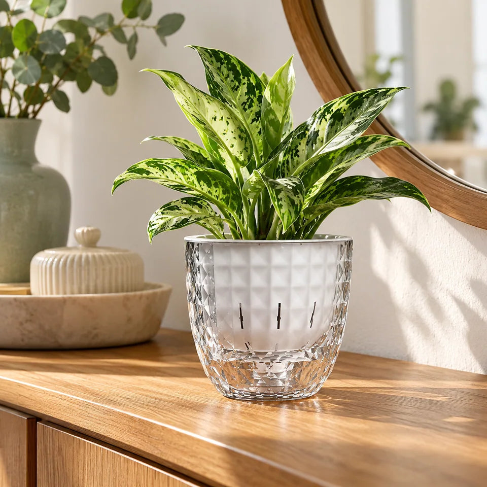 Clear Self-Watering Planter — Customer photo 12